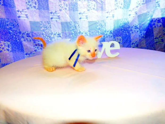 Gato ra a Siamês idade Abaixo de 2 meses nome Mingau