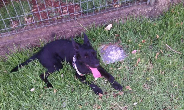 Cachorro ra a SRD idade 2 anos nome Zezinho
