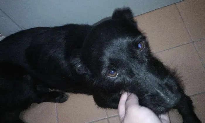 Cachorro ra a SRD idade 2 anos nome Zezinho
