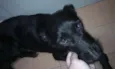 Zezinho