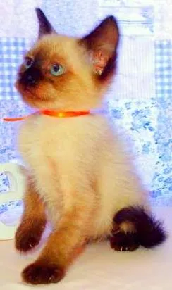 Gato raça Siamês idade 2 a 6 meses nome Oreo