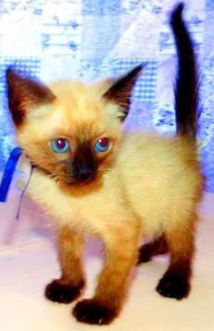 Gato raça Siamês idade 2 a 6 meses nome Thor