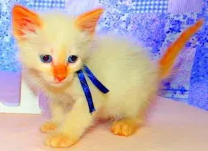 Gato raça Siamês idade Abaixo de 2 meses nome Mingau
