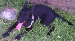 Cachorro raça SRD idade 2 anos nome Zezinho