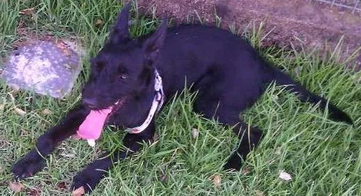 Cachorro ra a SRD idade 2 anos nome Zezinho