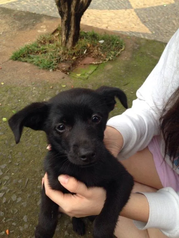 Cachorro ra a Srd idade 2 a 6 meses nome Não tem nome
