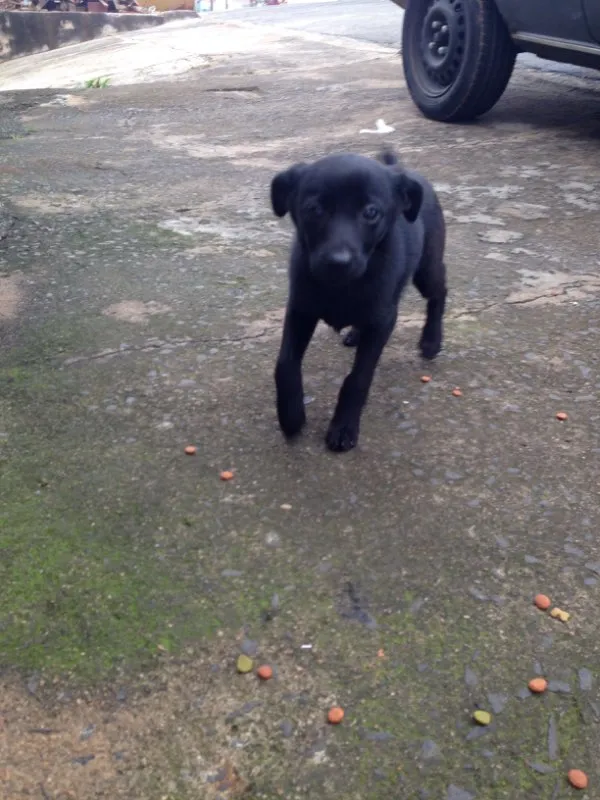 Cachorro ra a Srd idade 2 a 6 meses nome Não tem nome