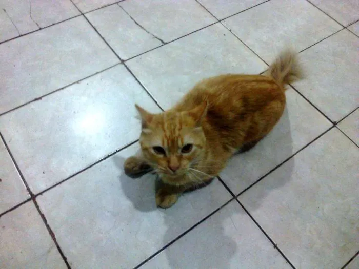 Gato ra a comum idade 2 anos nome leo