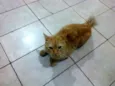 leo