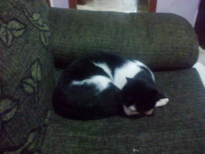 Gato ra a comum idade 2 anos nome leo
