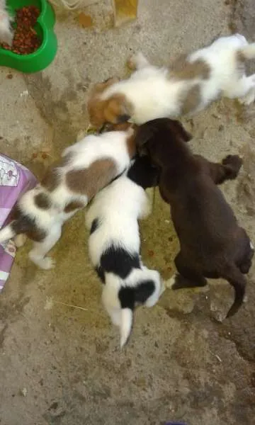 Cachorro ra a vira lata idade  nome sem nome