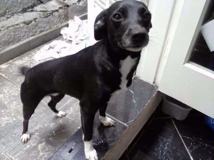 Cachorro ra a Vira Lata idade 2 anos nome Lola