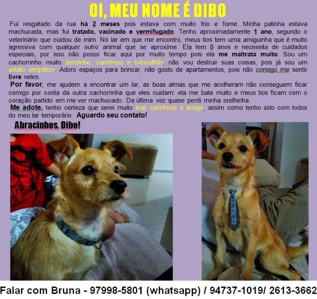 Cachorro ra a Pinscher com SRD idade 1 ano nome Dibo