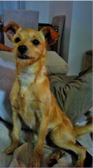 Cachorro raça Pinscher com SRD idade 1 ano nome Dibo