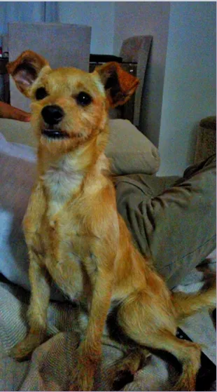 Cachorro ra a Pinscher com SRD idade 1 ano nome Dibo