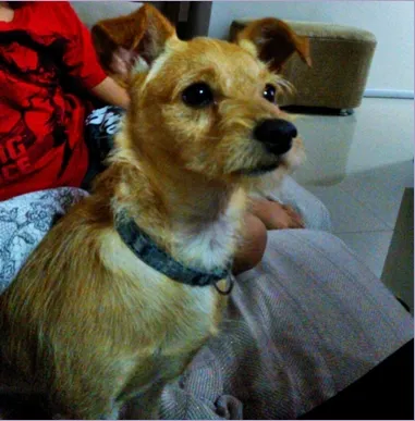Cachorro ra a Pinscher com SRD idade 1 ano nome Dibo