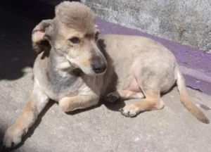 Cachorro raça SRD idade 6 ou mais anos nome Billi