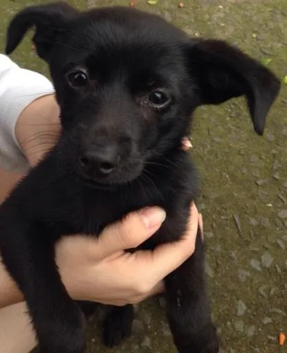 Cachorro ra a Srd idade 2 a 6 meses nome Não tem nome