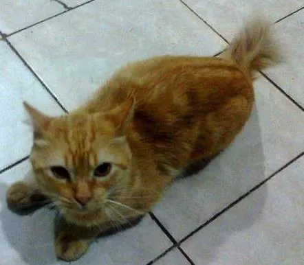 Gato ra a comum idade 2 anos nome leo
