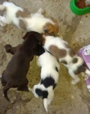 Cachorro raça vira lata idade  nome sem nome