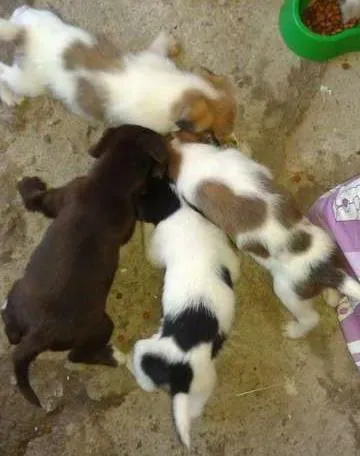 Cachorro ra a vira lata idade  nome sem nome