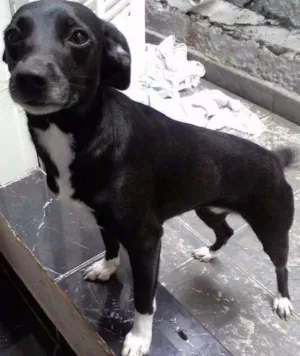 Cachorro raça Vira Lata idade 2 anos nome Lola