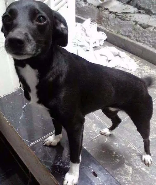 Cachorro ra a Vira Lata idade 2 anos nome Lola