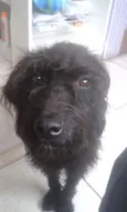 Pipoca