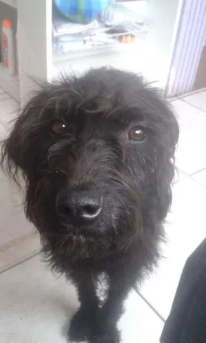 Cachorro raça SRD idade 1 ano nome Pipoca