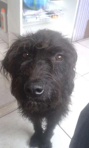 Cachorro ra a SRD idade 1 ano nome Pipoca