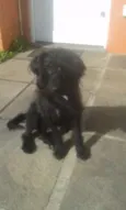 Pipoca