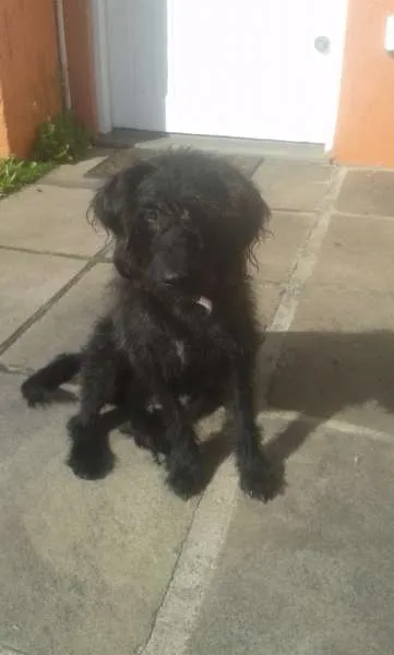 Cachorro ra a SRD idade 1 ano nome Pipoca