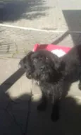 Pipoca