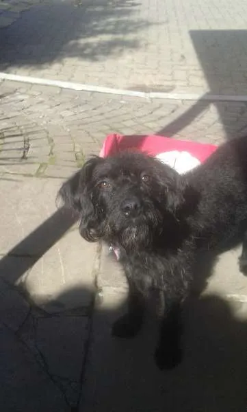 Cachorro ra a SRD idade 1 ano nome Pipoca