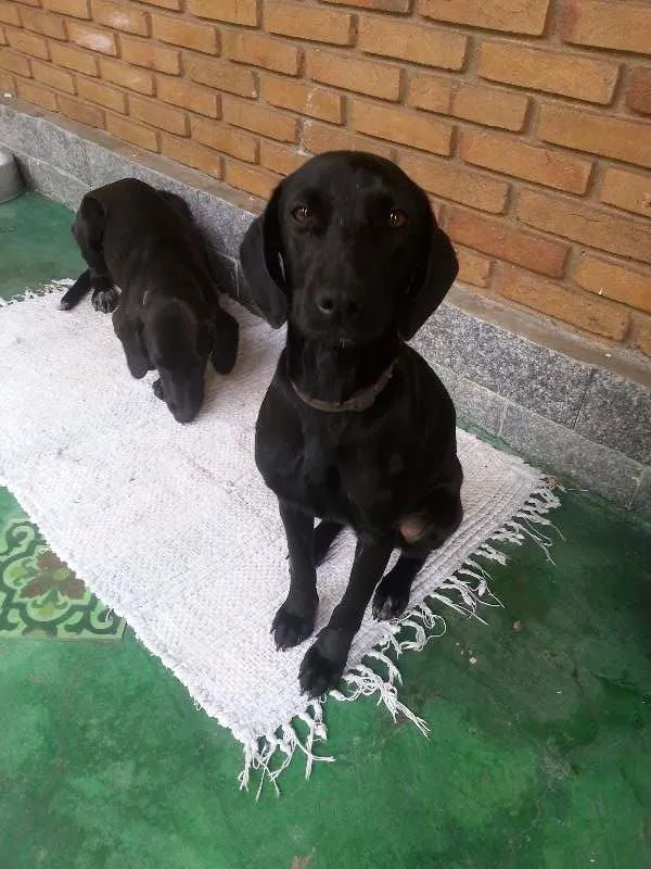 Cachorro ra a Vira lata idade 2 a 6 meses nome Preta e Negao
