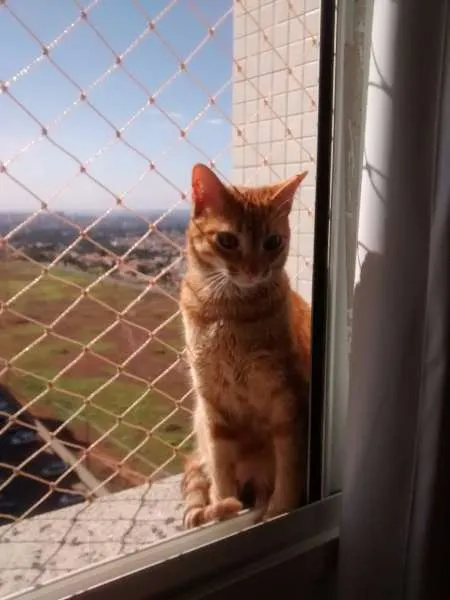 Gato ra a RSD idade 7 a 11 meses nome Alex