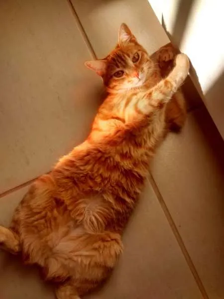 Gato ra a RSD idade 7 a 11 meses nome Alex