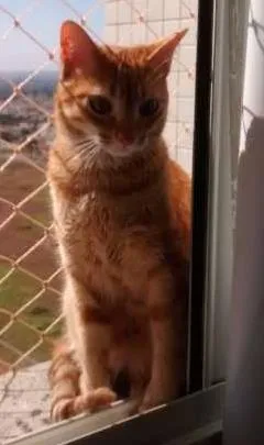 Gato ra a RSD idade 7 a 11 meses nome Alex