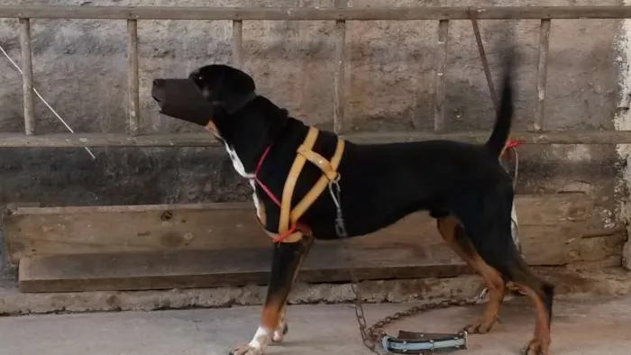 Cachorro ra a Rottweiler idade 3 anos nome Thor