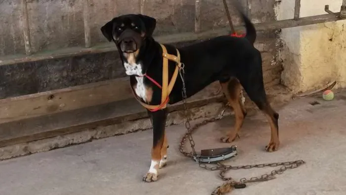 Cachorro ra a Rottweiler idade 3 anos nome Thor