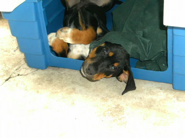 Cachorro ra a Rottweiler idade 3 anos nome Thor