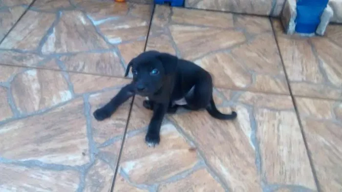 Cachorro ra a Não sei idade Abaixo de 2 meses nome Filhotinhos 