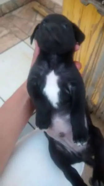 Cachorro ra a Não sei idade Abaixo de 2 meses nome Filhotinhos 