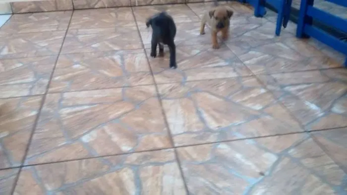 Cachorro ra a Não sei idade Abaixo de 2 meses nome Filhotinhos 