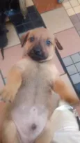Filhotinhos 