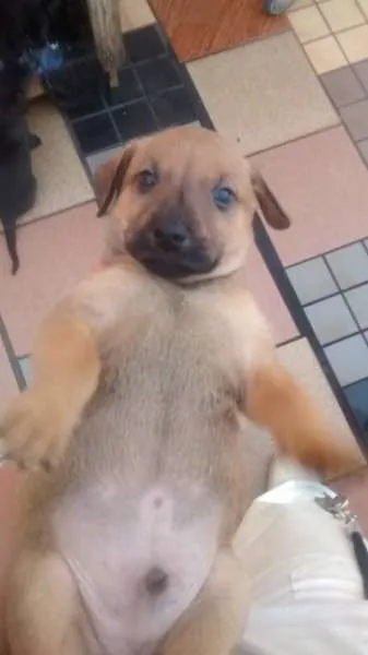 Cachorro ra a Não sei idade Abaixo de 2 meses nome Filhotinhos 