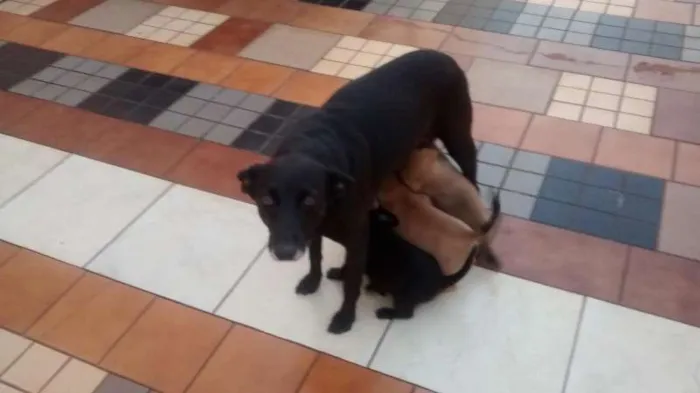 Cachorro ra a Não sei idade Abaixo de 2 meses nome Filhotinhos 