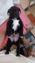 Filhotinhos 