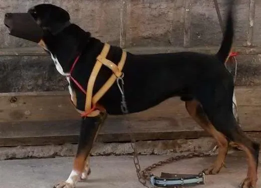 Cachorro ra a Rottweiler idade 3 anos nome Thor