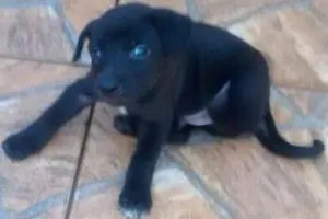Cachorro raça Não sei idade Abaixo de 2 meses nome Filhotinhos 